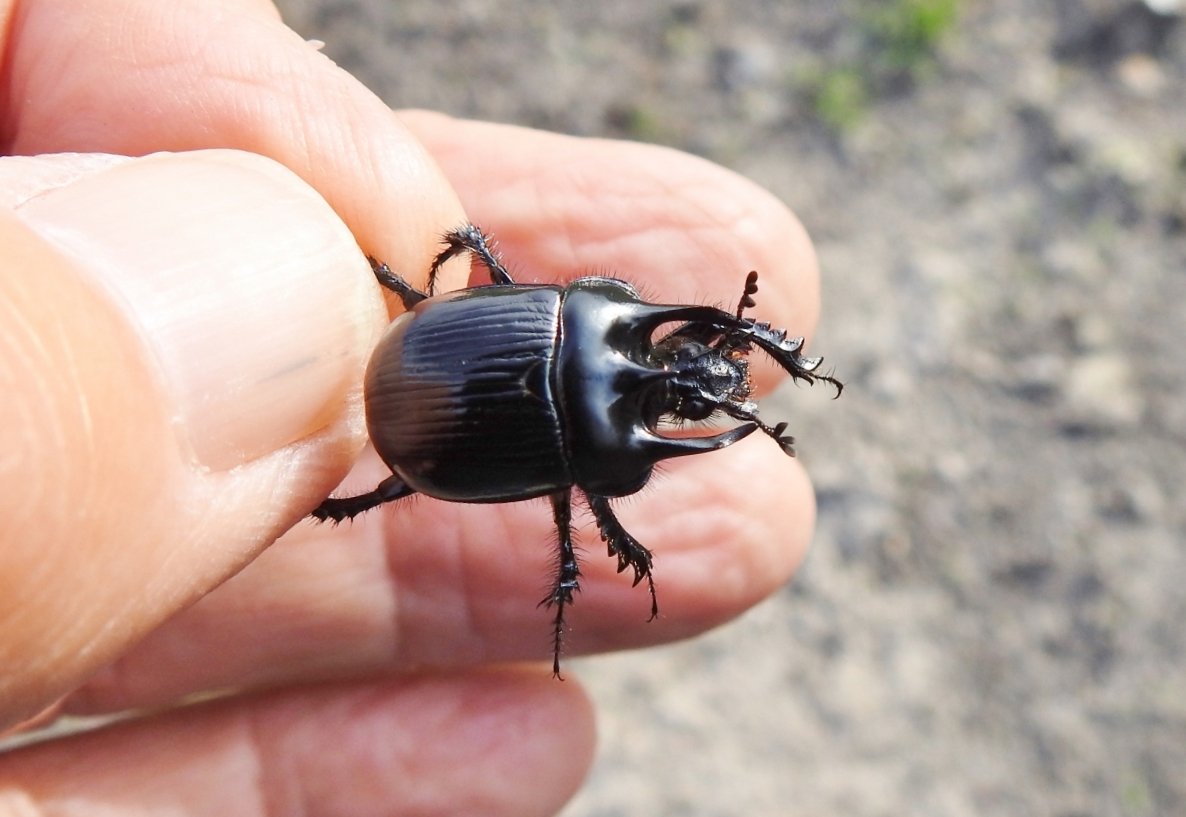 CRCuthbert's tweet photo. A Minotaur beetle from Sizewell, Suffolk today showing its three bull-like horns. This is a large dung beetle found on sandy grassland and heathland, and take mostly rabbit dung back to their nests for their larvae to feed on. https://t.co/MD7y0eijXw