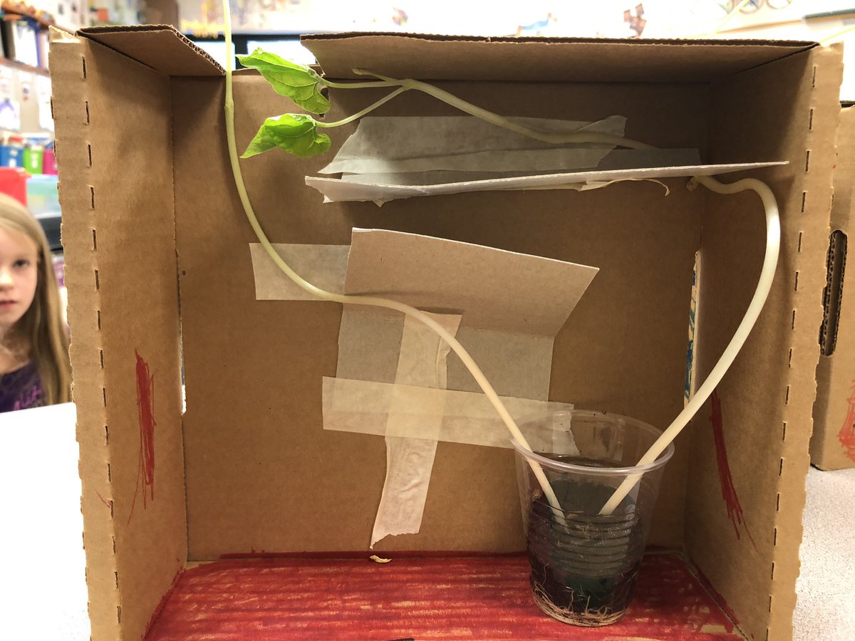 KiserClass's tweet image. Proof that plants CHANGE to meet their survival needs. We peaked inside our box at these bean plants this afternoon and were delighted to find that they found a way to reach the sun. Did you notice that each plant chose a different path? #WeAreMidview #ObservingCHANGE