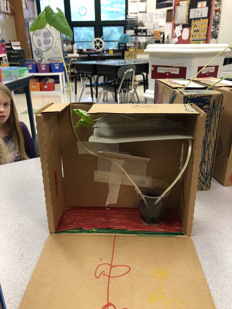 KiserClass's tweet image. Proof that plants CHANGE to meet their survival needs. We peaked inside our box at these bean plants this afternoon and were delighted to find that they found a way to reach the sun. Did you notice that each plant chose a different path? #WeAreMidview #ObservingCHANGE
