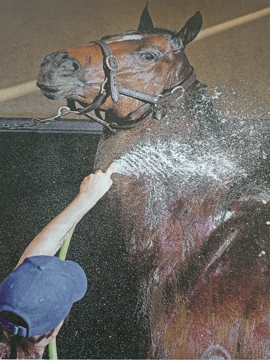 JulieMcCrossin's tweet image. I have always been a once-a-year Melbourne Cup punter: never again. I feel ashamed it has taken me so long to face up to the cruelty of this “sport”. 🐎