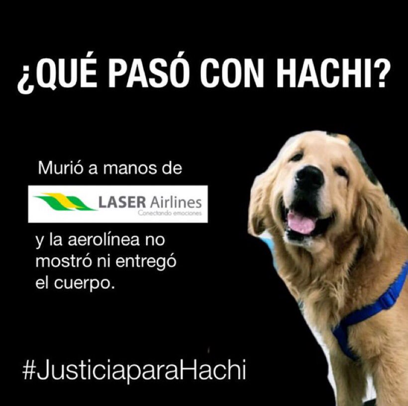 adolfoalcantara's tweet image. #justiciaparahachi
Desde #Chile 🇨🇱exigimos que @laserairlinesoficial de responda por lo sucedido al perrito #Hachi 🐕

Germán subió a un vuelo de esta aerolínea. Al llegar a su destino no encontraba a #Hachi, preguntó y le respondieron que había muerto sin entregarle el cuerpo😡