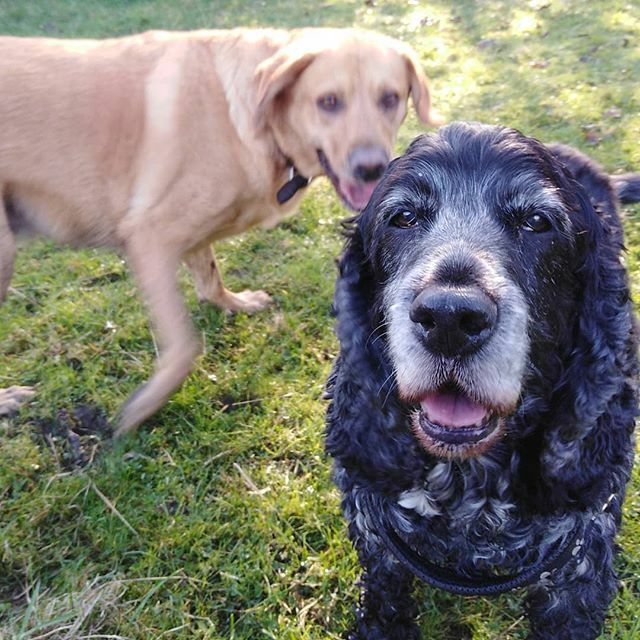 timetotrotpets's tweet photo. 'He's behind me, isn't he?' 😂

#dogwalking #dogwalker #gateshead #dogsofinstagram #toocute #happydogs #doggyfriends https://t.co/irqquoMdt4 https://t.co/htueHCzT9Y