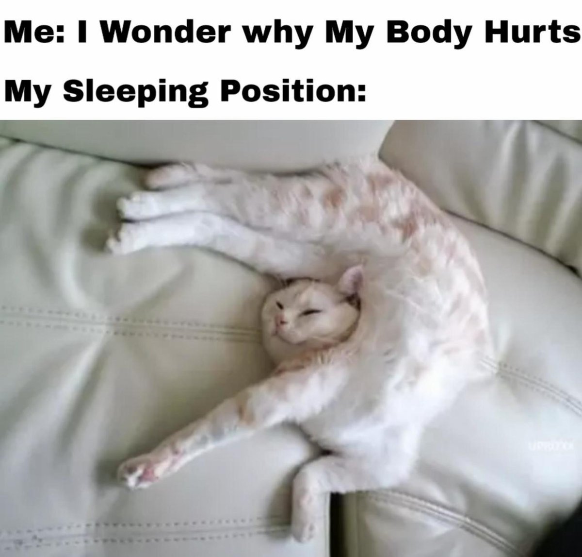 While we don't know if which #pillow works best for this type of sleeper, #BluSleep has great pillows that will help you rest whether you're a back, side or stomach #sleeper. See what we have to offer at myblusleep.com

#sleep #sleeping #pillows