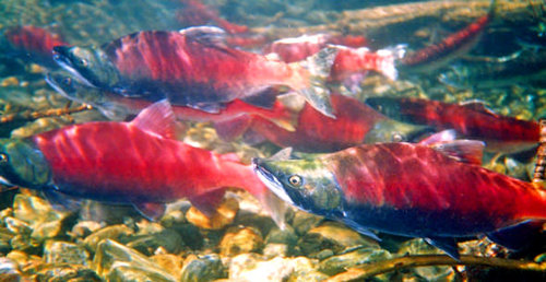 Kokanee Salmon Released in Lake Sammamish for the First Time in 2 years! A small group of kokanee salmon was released in Lake Sammamish as part of an ongoing effort to save the native species. 

Read more at: lakesammamishfriends.org/blog/2019/10/1…

#Issaquah #Salmon #Kokanee #Sammamish