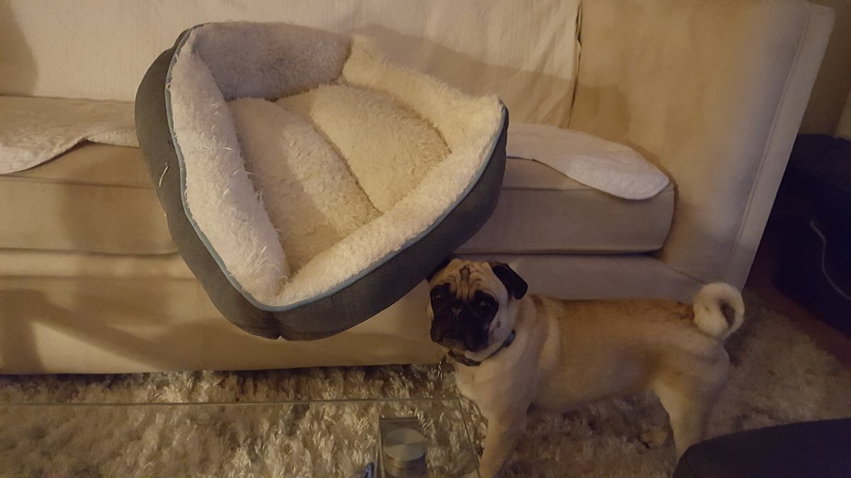 LiamWonderPug's tweet image. I'm doing some interior design to surprise mom, if she ever comes back home.

#ThursdayMotivation #pugs #makingafort #notmanafort