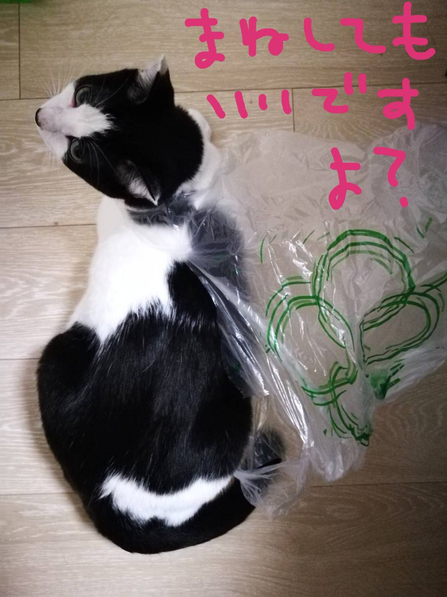 ひながわ 今日のおしゃれ番長はライフの気分らしいです O Cat 猫写真 白黒猫 ハチワレ猫のいる生活 猫写真 猫好きさんと繋がりたい 猫の写真へたくそ選手権 おしゃれ番長 ひながわ 今日のおしゃれ番長はライフの気分らしいです O Cat 猫写真 白黒猫 ハチワレ猫のいる生活 猫写真 猫好きさんと繋がりたい 猫の写真へたくそ選手権 おしゃれ番長
