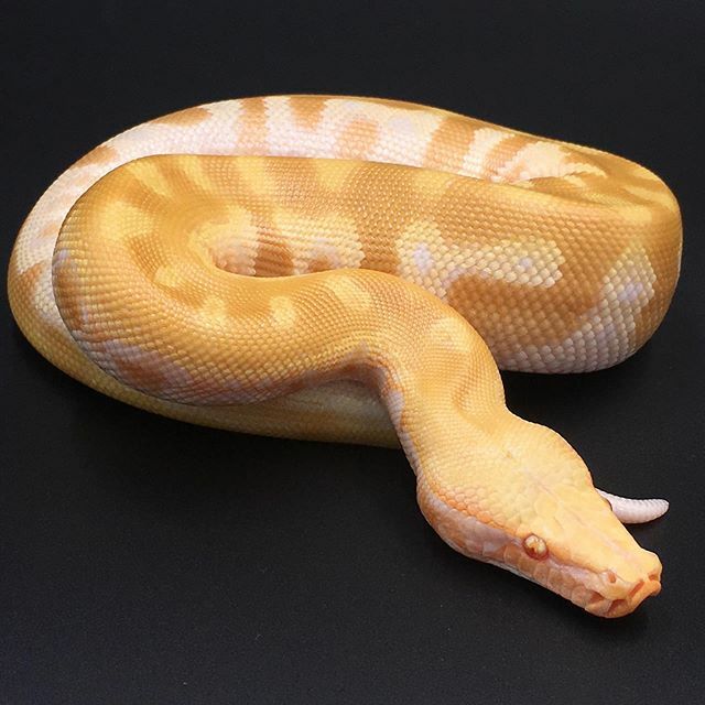 DesignerExotics's tweet photo. Next level TNegative right here! I think he will have just as much color saturation as the sire, Jack. Contact us for more information on this boy #designerexotics #bloodpythons #snakesofinstagram #tnegative #albinosnakes #snakeskinonsnakes https://t.co/D2OFL72XlW