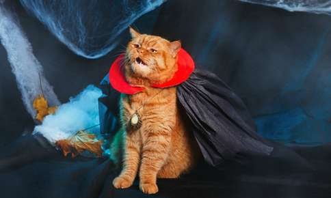 BEST PET COSTUMES

dalemabryanimalhospital.com/articles/prof_…