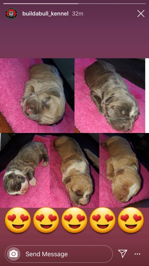 BuildABull's tweet image. 🐾🐾👑👑👑👑 DM for any questions