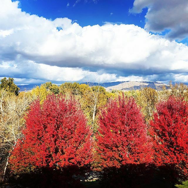BSULibrary's tweet photo. The best “studying” view from the 4th floor of Albertsons Library. #albertsonslibrary #librariesofinstagram #boisestate #boiseidaho #view #autumnleaves ^tn https://t.co/3jsRqJNIkT https://t.co/3VQHFpLfON