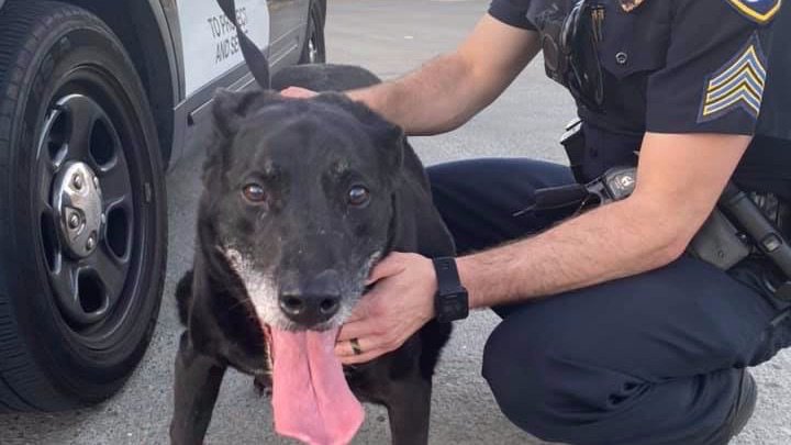 Officers found this cute pup wandering across the freeway by 4600 40th Street. Once they got her to safety, she was taken to the San Diego Humane Society on Gaines street for safekeeping. If anyone knows her owner, we are sure she misses her family!