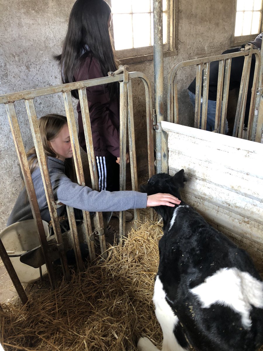 btmikel1018's tweet image. Great day at #MessicksFarm for @TaylorTwig 7th graders! 🐮