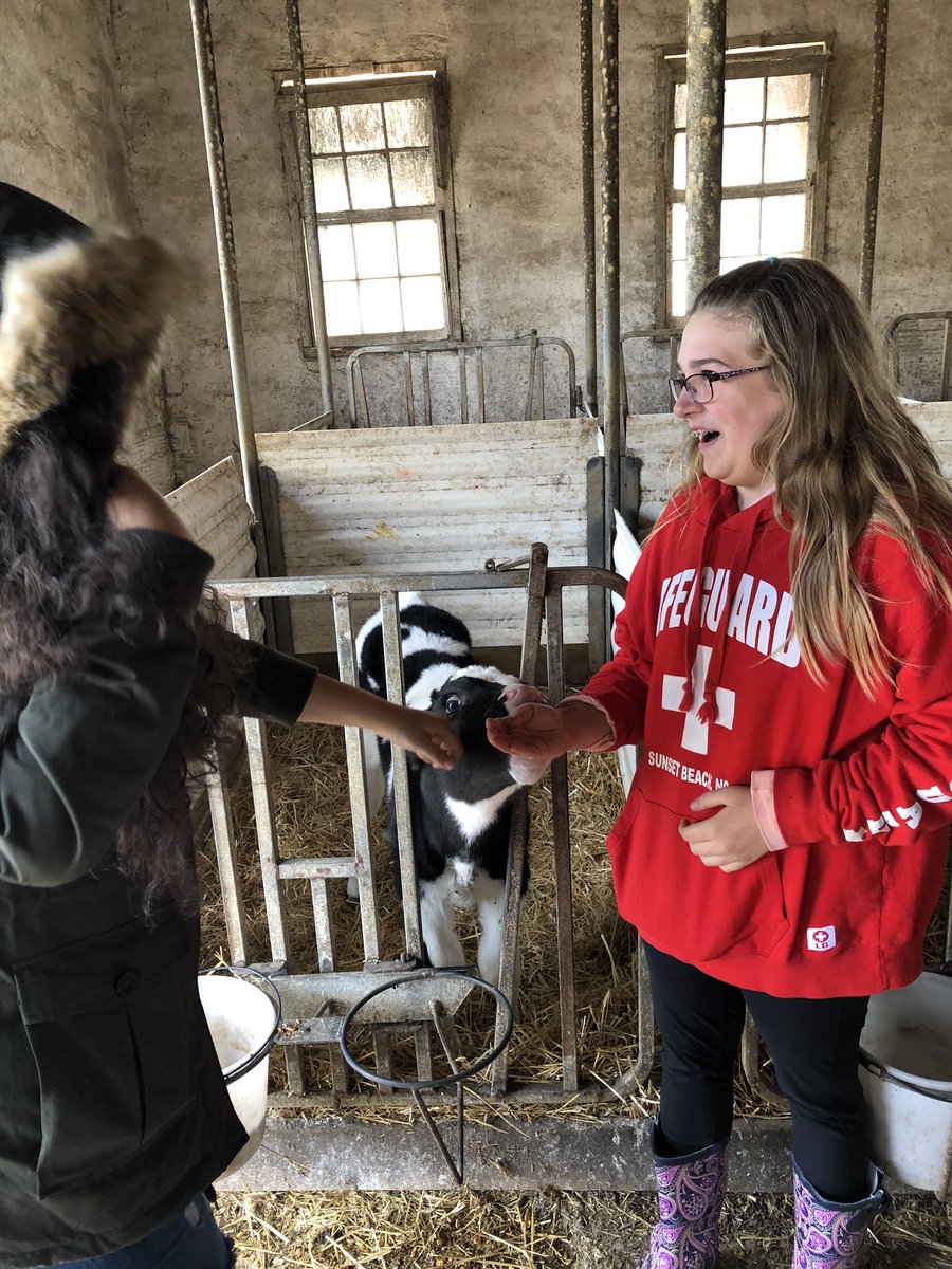 btmikel1018's tweet image. Great day at #MessicksFarm for @TaylorTwig 7th graders! 🐮