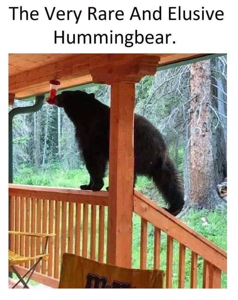 RB_Anthony's tweet photo. The very rare and elusive #HummingBear https://t.co/zGyFTDxMFy
