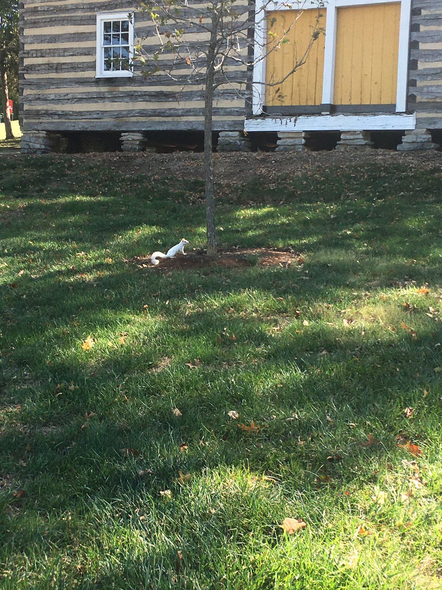 emmaceewest18's tweet photo. White squirrels in campus are a rare suprise https://t.co/HckZVTp89k