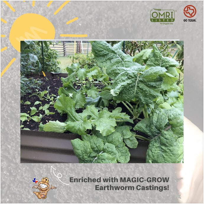 magicwormranch's tweet image. Add our MAGIC-GROW Earthworm Castings to your soil for healthier plants. You’ll find us this weekend at @twfarmersmarket Sat &amp;amp; #buylocalfarmersmarket Sun #wormcastings #soilamendments #organic #nutrientrich #soilmicrobes #soilfoodweb #planthealth #soilhealth #feedyoursoil