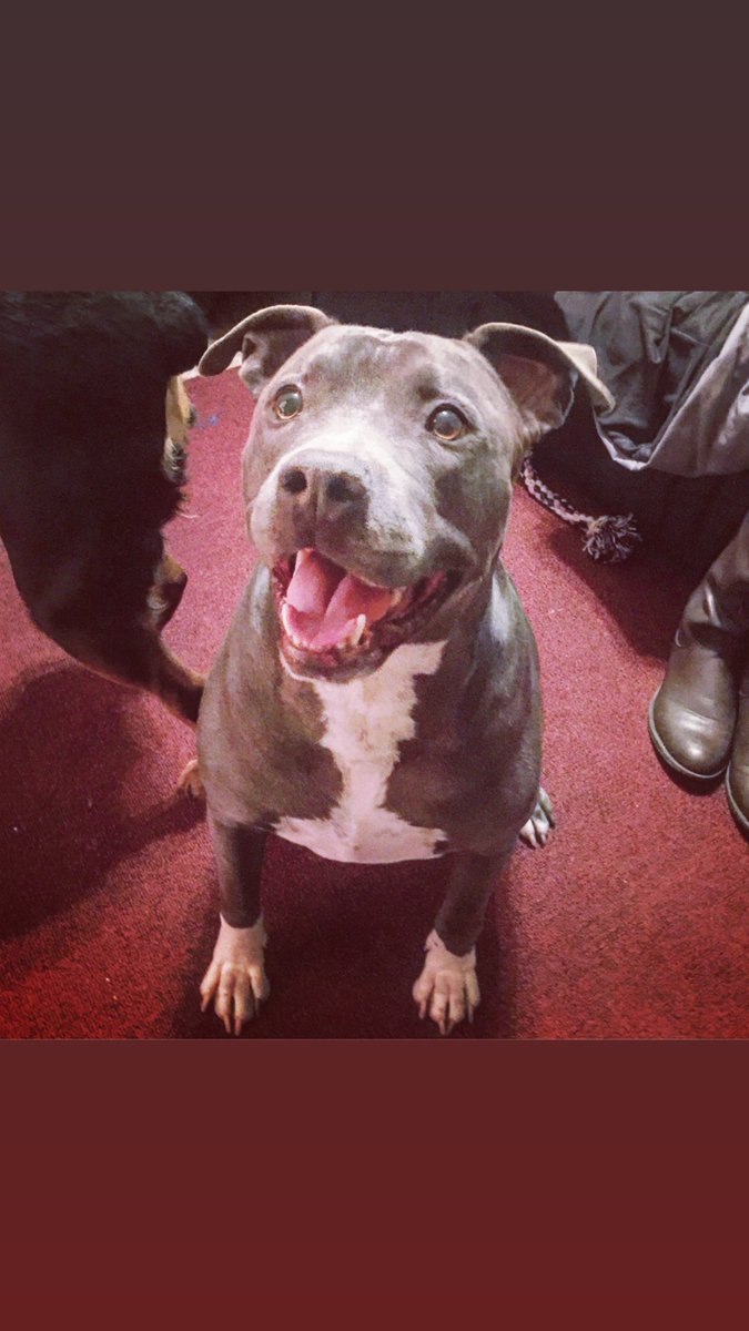 AriiSaurusRex's tweet photo. My heart broke a tiny bit today 
I’ll love you forever. 
My blue baby💙 https://t.co/uPjh4ueMHQ