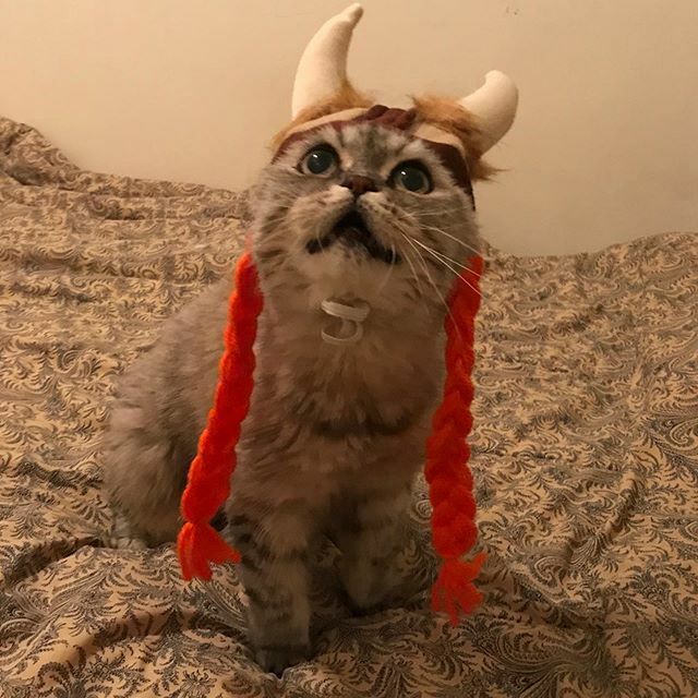 reallythecat's tweet photo. Behold this Viking Princess! #halloween #rcnspookypets19 #costume #hello #yes #catsofig #cute #happy #cat #catsofinstagram #instacats #instagood #adoptdontshop #cutepetposts #catoftheday #petsofinstagram #cute #chill #travel #persiancats #adorablepetsof… https://t.co/MLTDpKxSXt https://t.co/XttfjgsexF