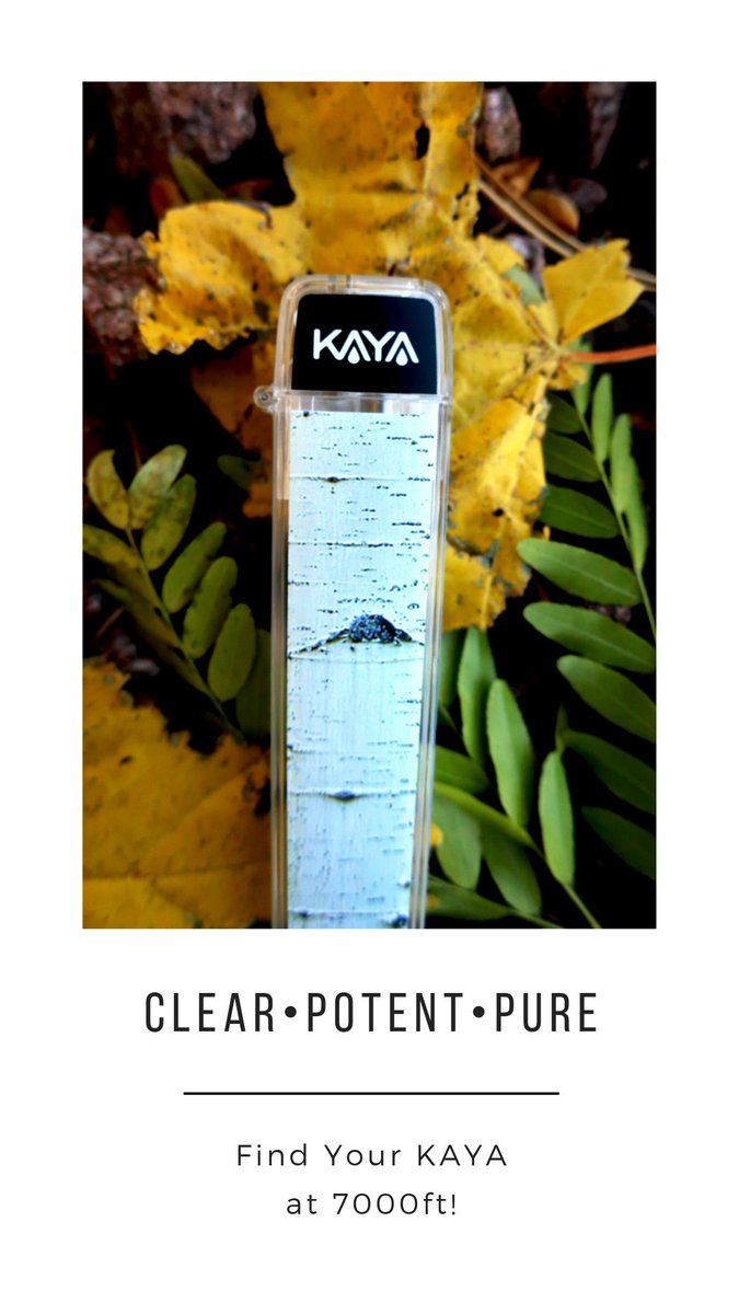 The #Fall Leaves Are in Full Effect in #Flagstaff! #FindYourKAYA #Autumn #FallFoliage