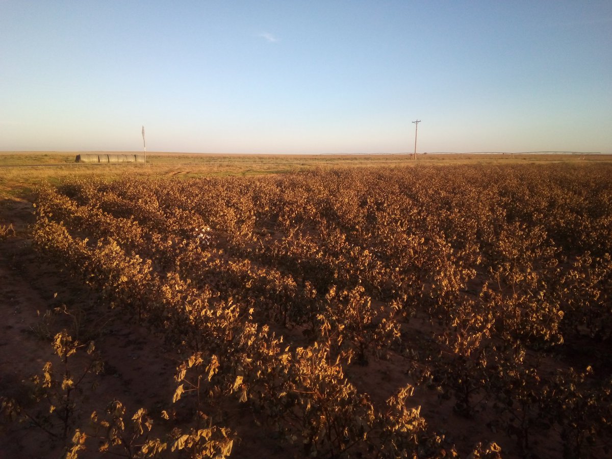Frosted cotton Northern Ganies County, Texas. Watching to see if it opens up?