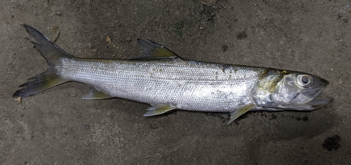ポルカ いきものがたり 謎の魚 この魚何 アクア系 日淡系垢の方 拡散希望 児島湖周辺用水路 にて採集 1匹しか取れなかったので確証はないけど群れて泳いでいた サイズは15cmほど 体形は紡錘形 脂鰭は無し ポルカ いきものがたり 謎の魚 この魚何 アクア系 日淡系垢の方 拡散希望 児島湖周辺用水路 にて採集 1匹しか取れなかったので確証はないけど群れて泳いでいた サイズは15cmほど 体形は紡錘形 脂鰭は無し