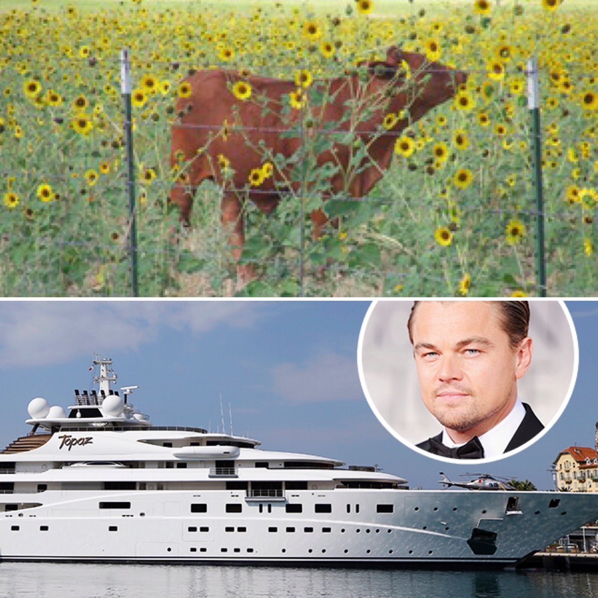 Celebrities in yachts say my calves in sunflowers are a major cause of climate change.  They want to shut me down.  They have a global platform to rant about my cows. Celebrities have millions of followers. The only platform I have to defend our cattle is social media.
