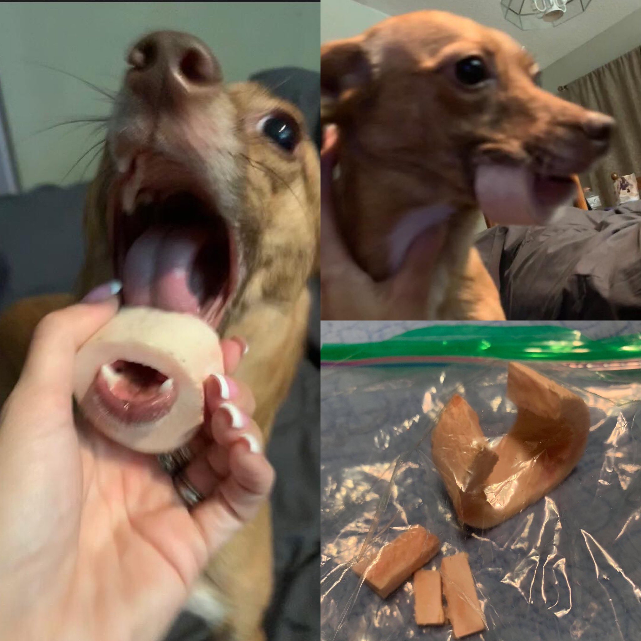 Dog Bone Stuck On Jaw