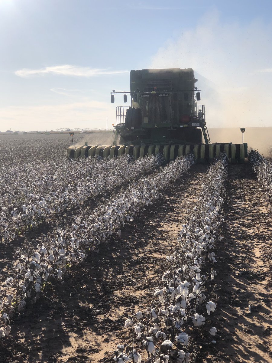 PatrickWadeM's tweet photo. Stripping some dryland cotton! #cs690 #panhandleliquids #widerow https://t.co/BaU78BT4vp