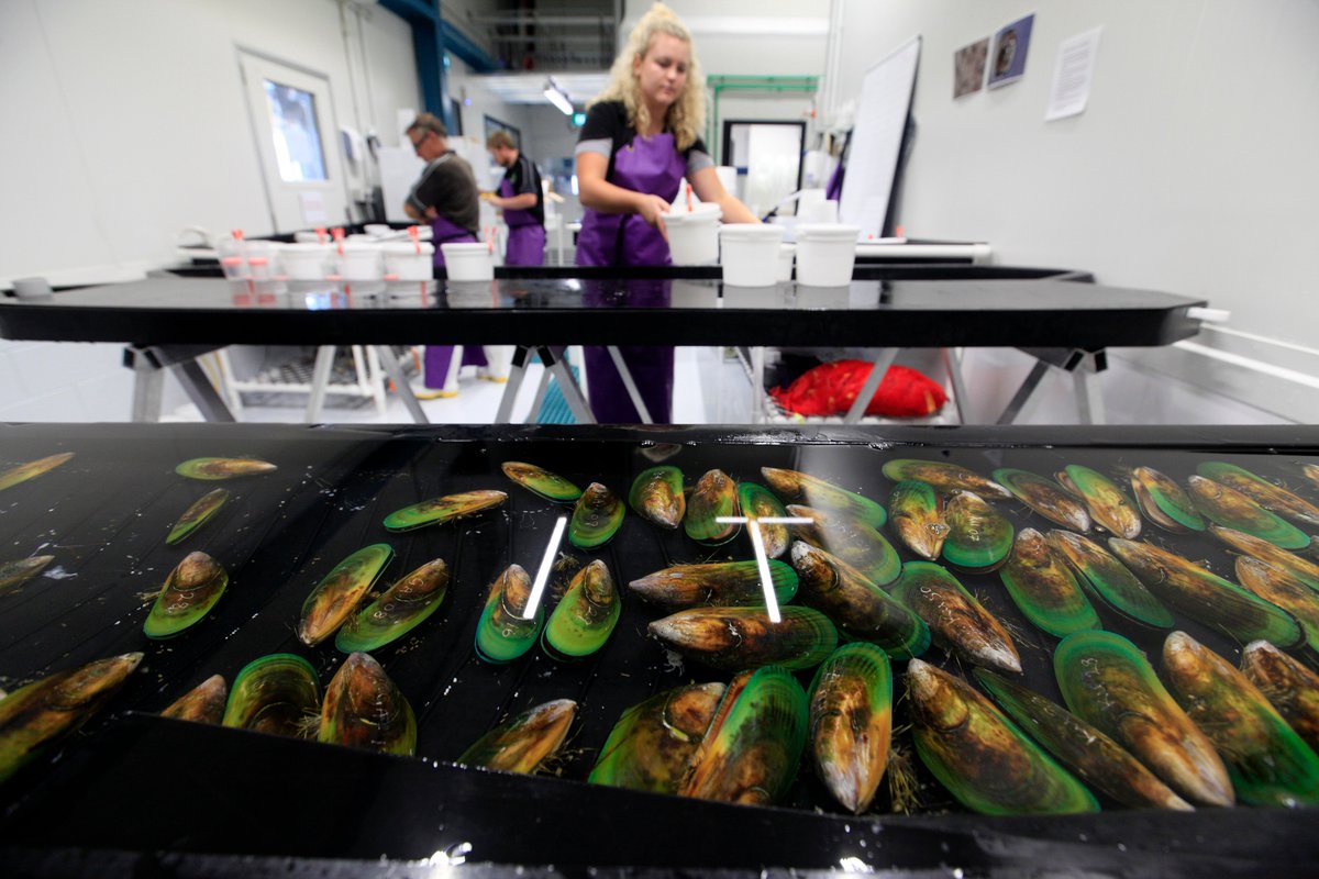 Mussels Get their Eureka Moment!
Sanford owned SPATnz has some startling results to share....
sanford.co.nz/assets/SPATnz-…