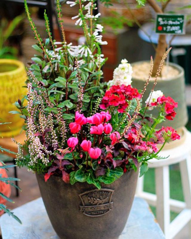 Uzivatel ライフ エコ Na Twitteru 10月の寄せ植え 5 ガーデンシクラメン ストック エリカ ホワイトデライト カルーナ 寄せ植え ガーデンシクラメン ストック エリカホワイトデライト カルーナ エリカ ホワイトデライト オシャレな植木鉢 10月の