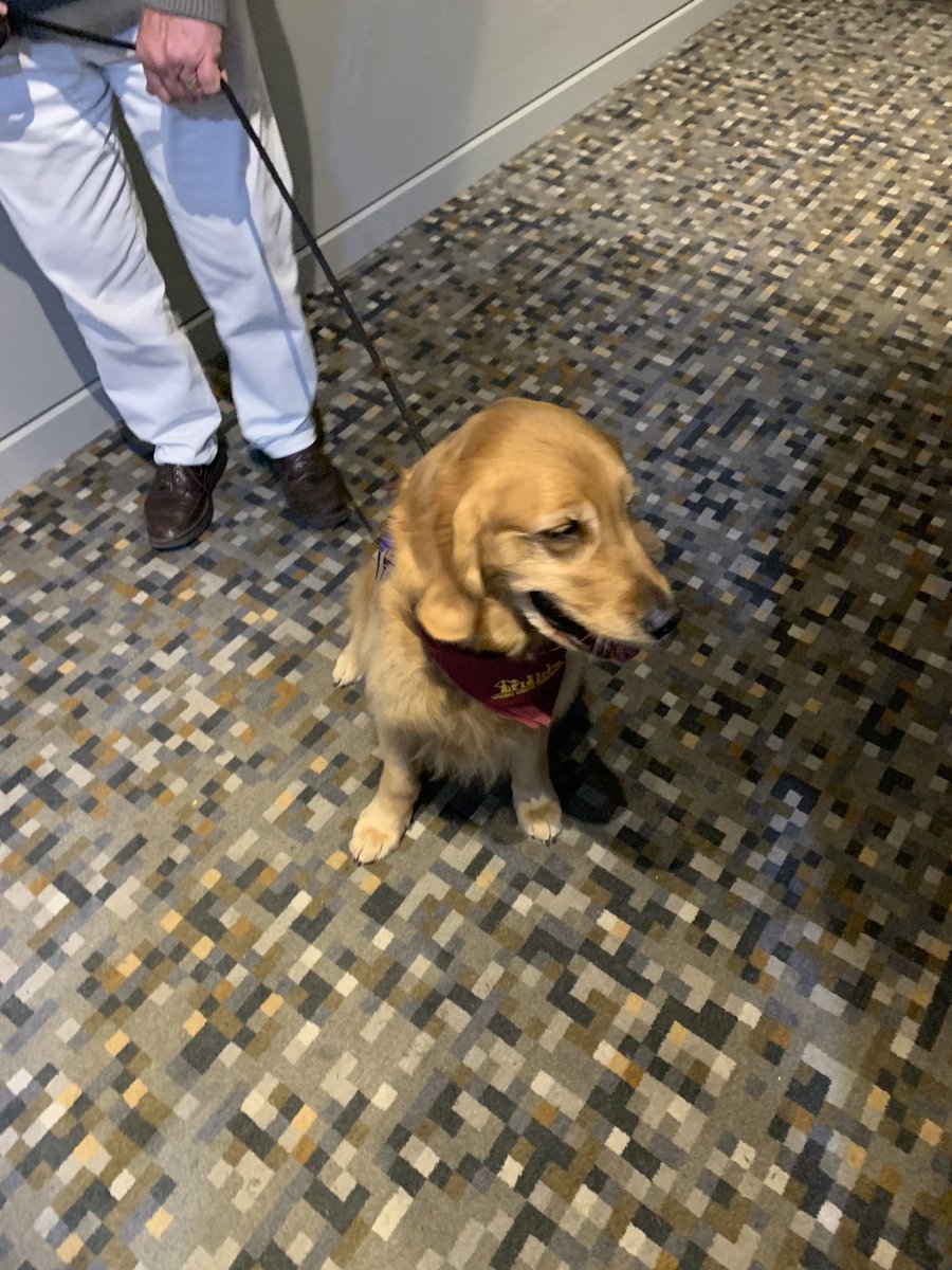 jebbymegan's tweet photo. Faith is with us at #ICEN2019 #therapy  Caring canine companion #kind #thanks Sheila and Brian 🐶 Usually visit ages care facilities but today they are with the #ED #Nurses https://t.co/b3Q415vqzY