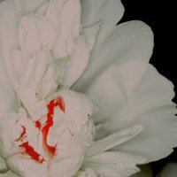 '  sacred new beginnings that became 

                 my [ religion ] ... '