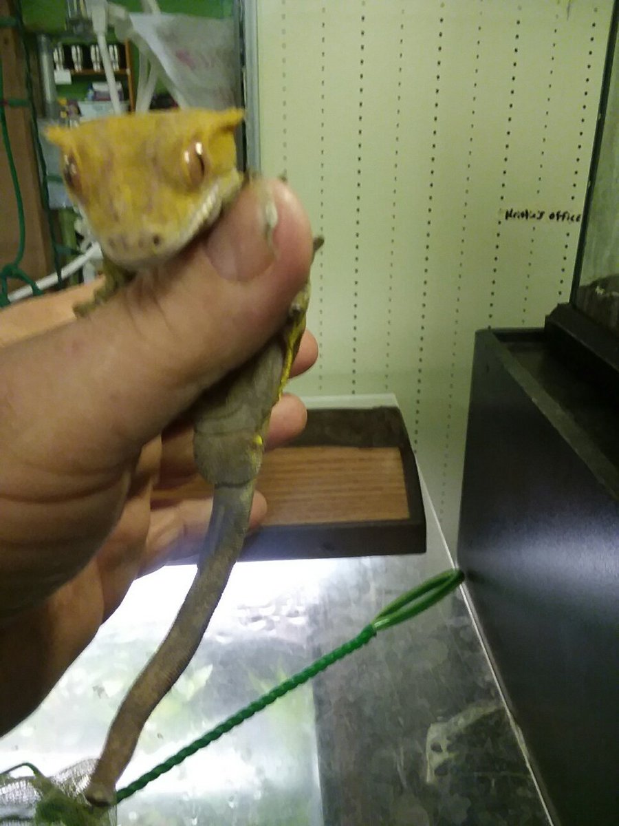 HerpsAlive's tweet photo. We don't get many crested geckos in, but Moon has a ton of personality. https://t.co/r4OFhSCbJh