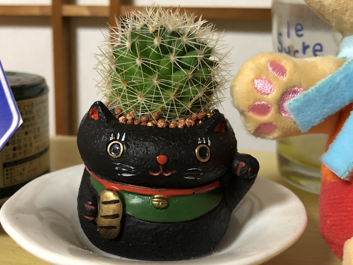 シャボテン狩り