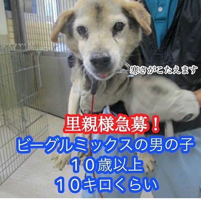 犬 埼玉 県 保健所 埼玉県の犬の里親募集情報