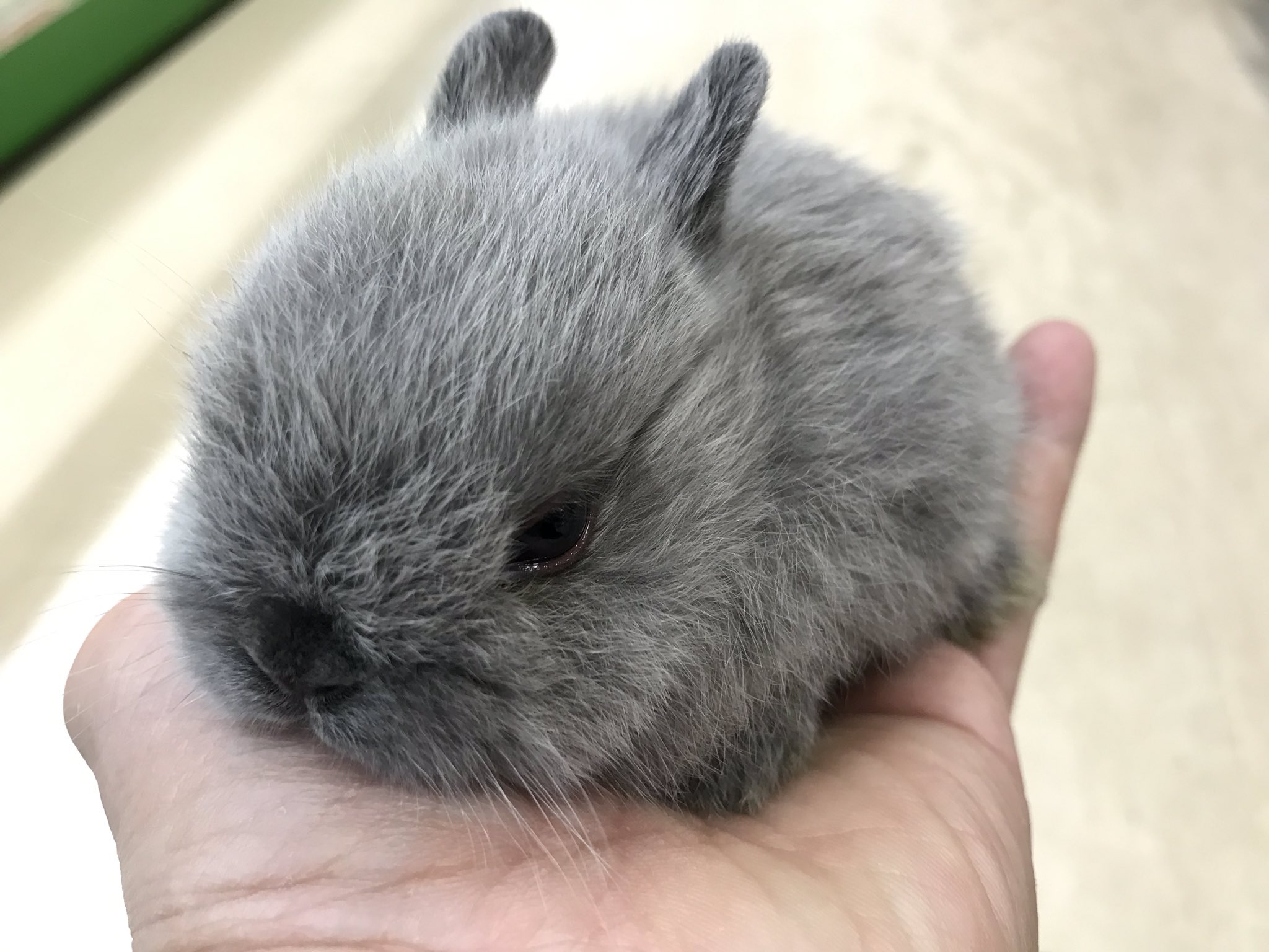 Aqua Animal Freedom アクア アニマル フリーダム 先週末にウサギも入荷してます とても可愛い ネザーランドが来ました ネザーランドドワーフ ネザーランドドワーフグレー T Co 9nyh2wrwnu Twitter