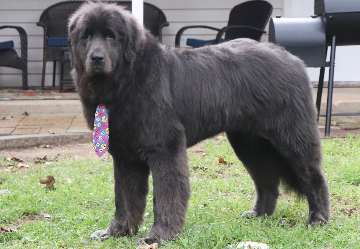 GNewfie's tweet photo. 👻 Business Casual! #newfoundlanddog #graynewfie #bigdog https://t.co/lpCnNOYDxh