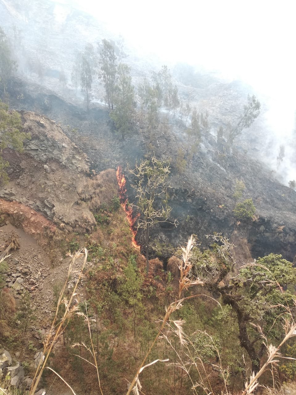 Kebakaran di Gunung Rinjani