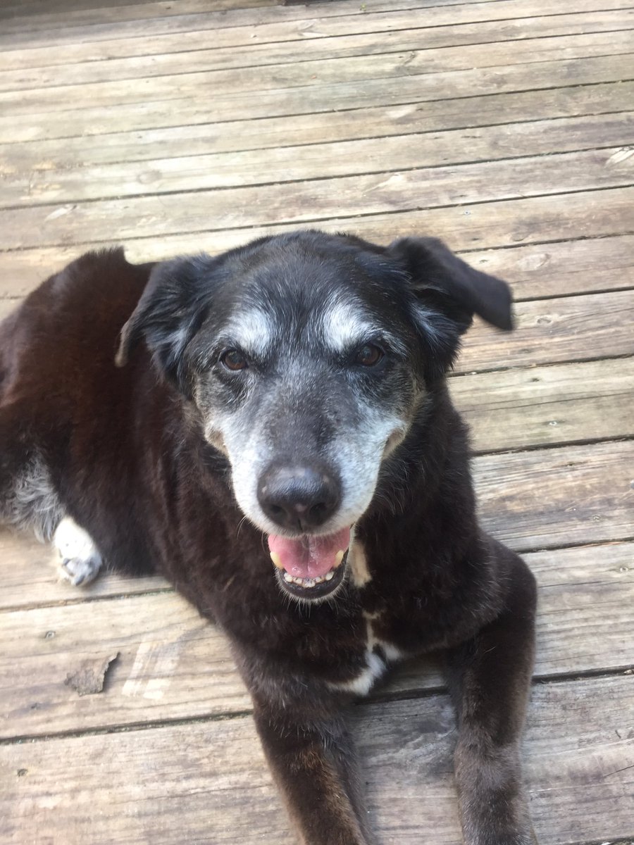 Rosie Brown Hooker you were a great dog and no words can express how much I miss you. I love you Roser Pose.