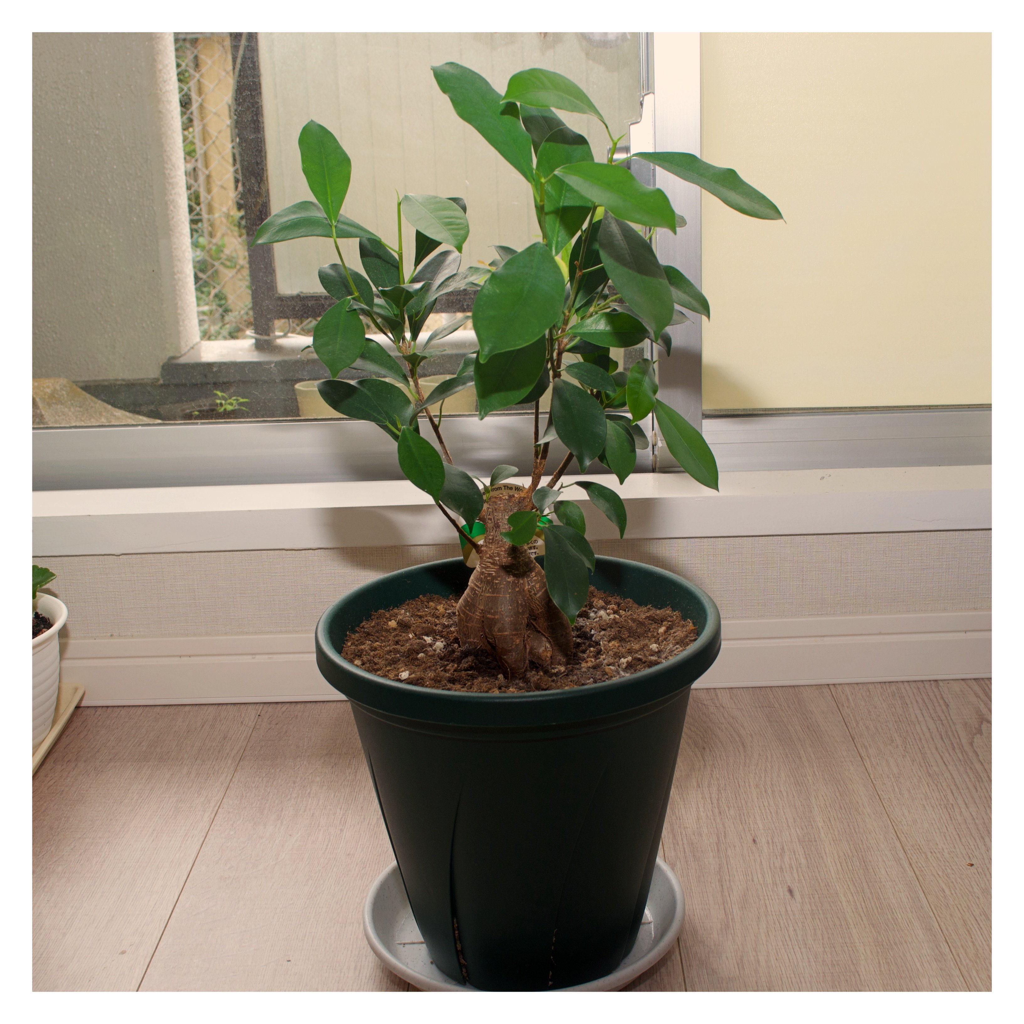 Uzivatel ポトス ストレス対策観葉植物 Na Twitteru ガジュマルもだいぶ育ってきました 生い茂っています ガジュマルとは 沖縄から屋久島にかけて自生している樹木です 沖縄では キジムナー という妖精がいると言われています 日常の手入れが簡単で育て