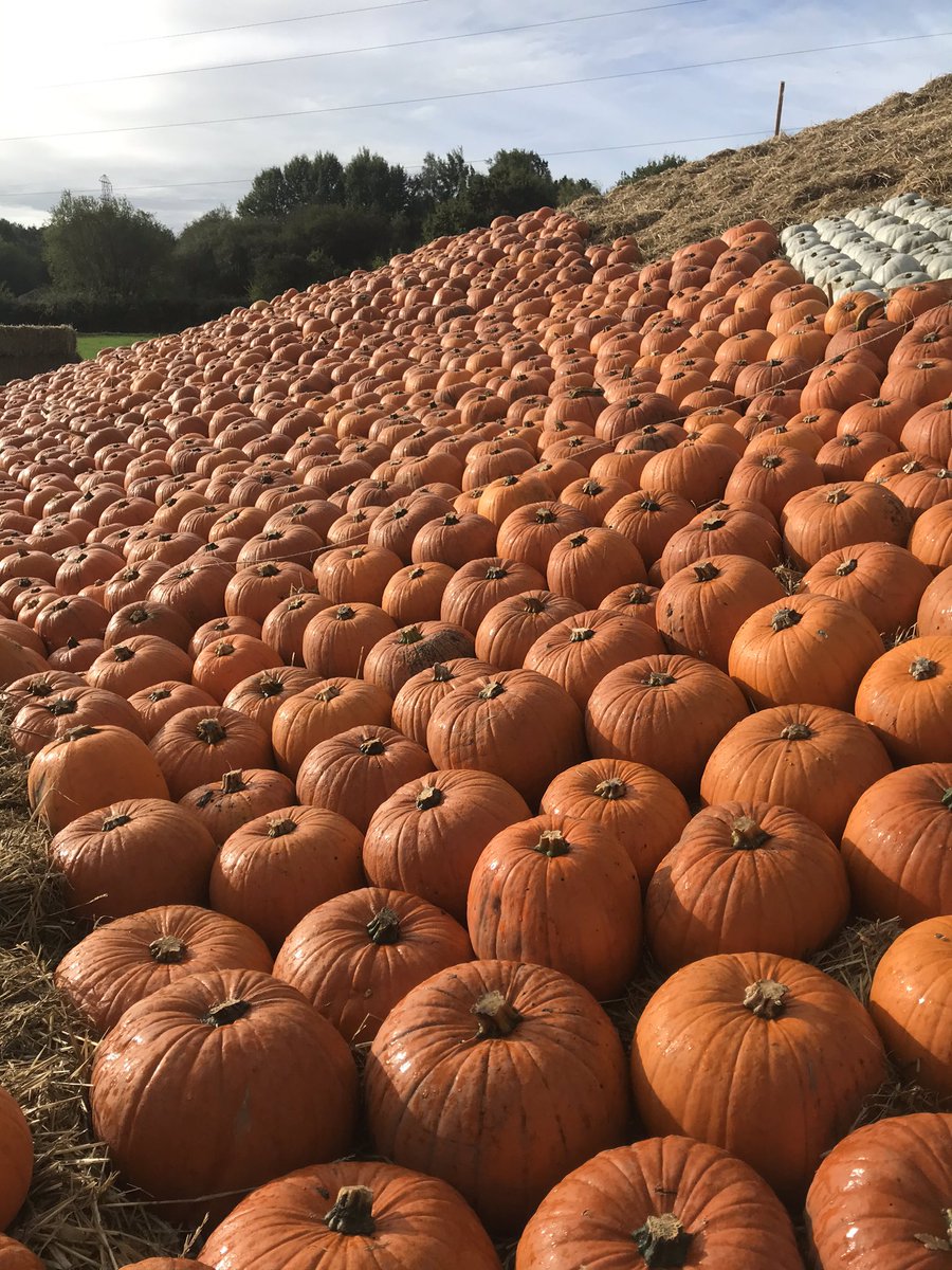 Sunnyfields tweet media