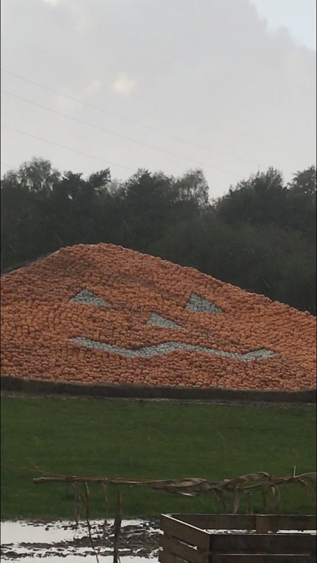 The_Sunnyfields's tweet image. Day just starting #wakeuptomoney plus a black Redbush Tea especially as our #pumpkinfestival opens tomorrow