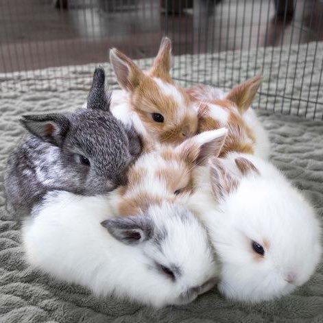 VIINI THE RABBIT tweet media
