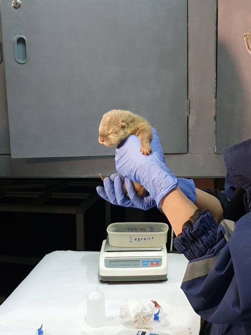 Wild_SPb's tweet image. Ребятааа, посмотрите какая милота☺️
В петербургском океанариуме родились выдрята😍