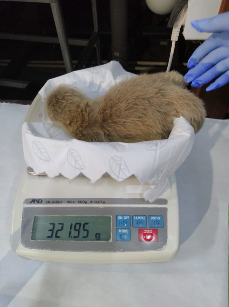 Wild_SPb's tweet image. Ребятааа, посмотрите какая милота☺️
В петербургском океанариуме родились выдрята😍