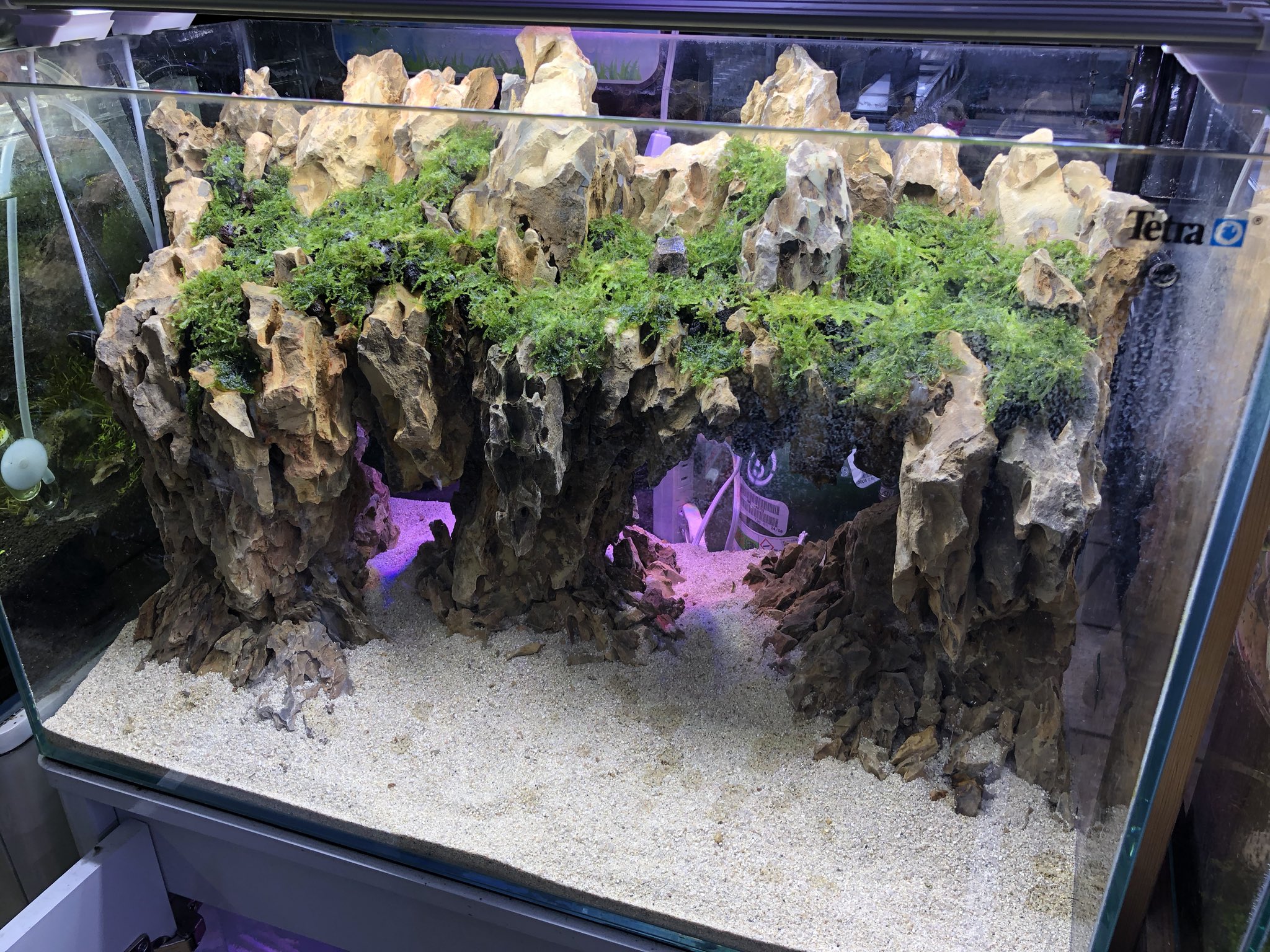 半田水園 春日井店 新しく取り扱い始めた黄孔石 おうこうせき です レイアウト得意なスタッフが 温室入り口の水槽にてただいまレイアウト組み立て中です もうすぐ完成しますよ お楽しみに 水草水槽 石組みレイアウト 洞窟 飾り石