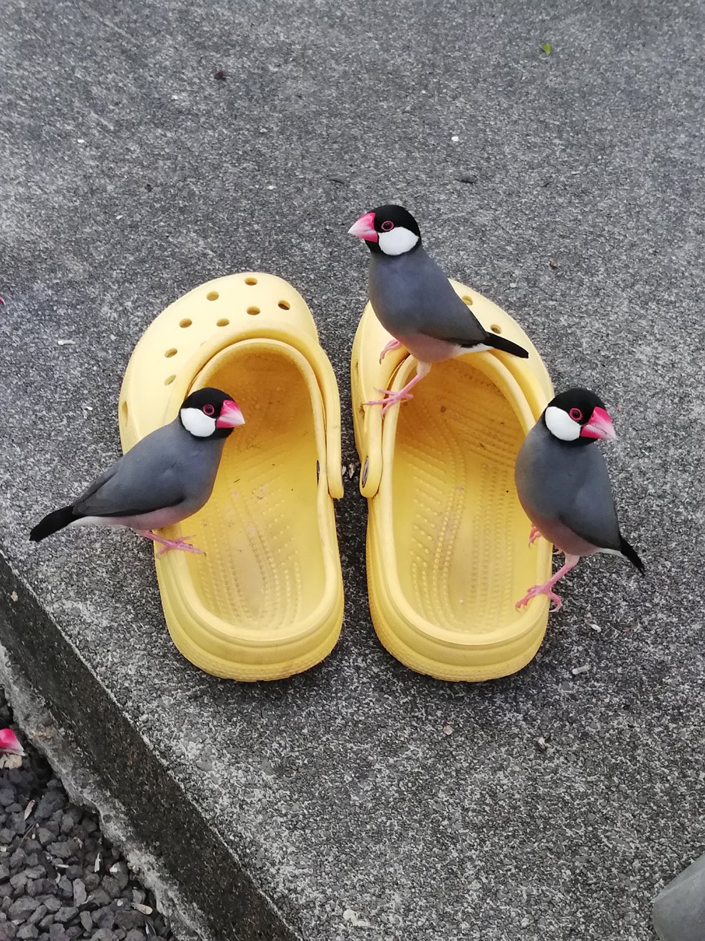 にゃー Ysms06 ハワイ島のコナです 民家の庭に野生文鳥の群れが居つくケースはなかなか珍しいと思います ハワイ でも標高の高いエリア 涼しいエリアでは文鳥の姿は見られなかったり いても数はぐっと減ります ロケーション 互いの相性 気候 周辺環境