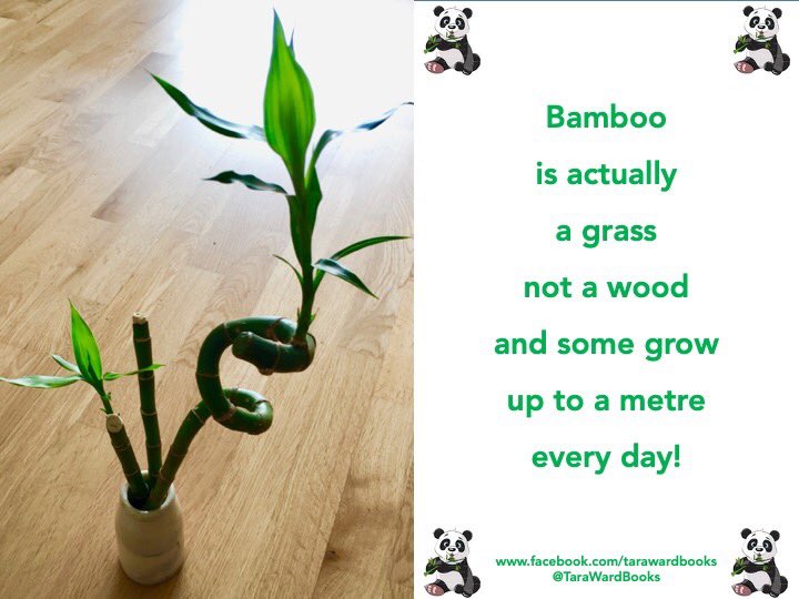 TaraWardBooks's tweet photo. My stepdaughter's Mum kindly gave me a bamboo. I've found it interesting because you can chop the bamboo, put it in water and it grows more roots. This was originally one piece! So here's a little #bamboo information for #FunFactFri (which is jolly good news for #pandas!) ... https://t.co/xiuOYo6neA