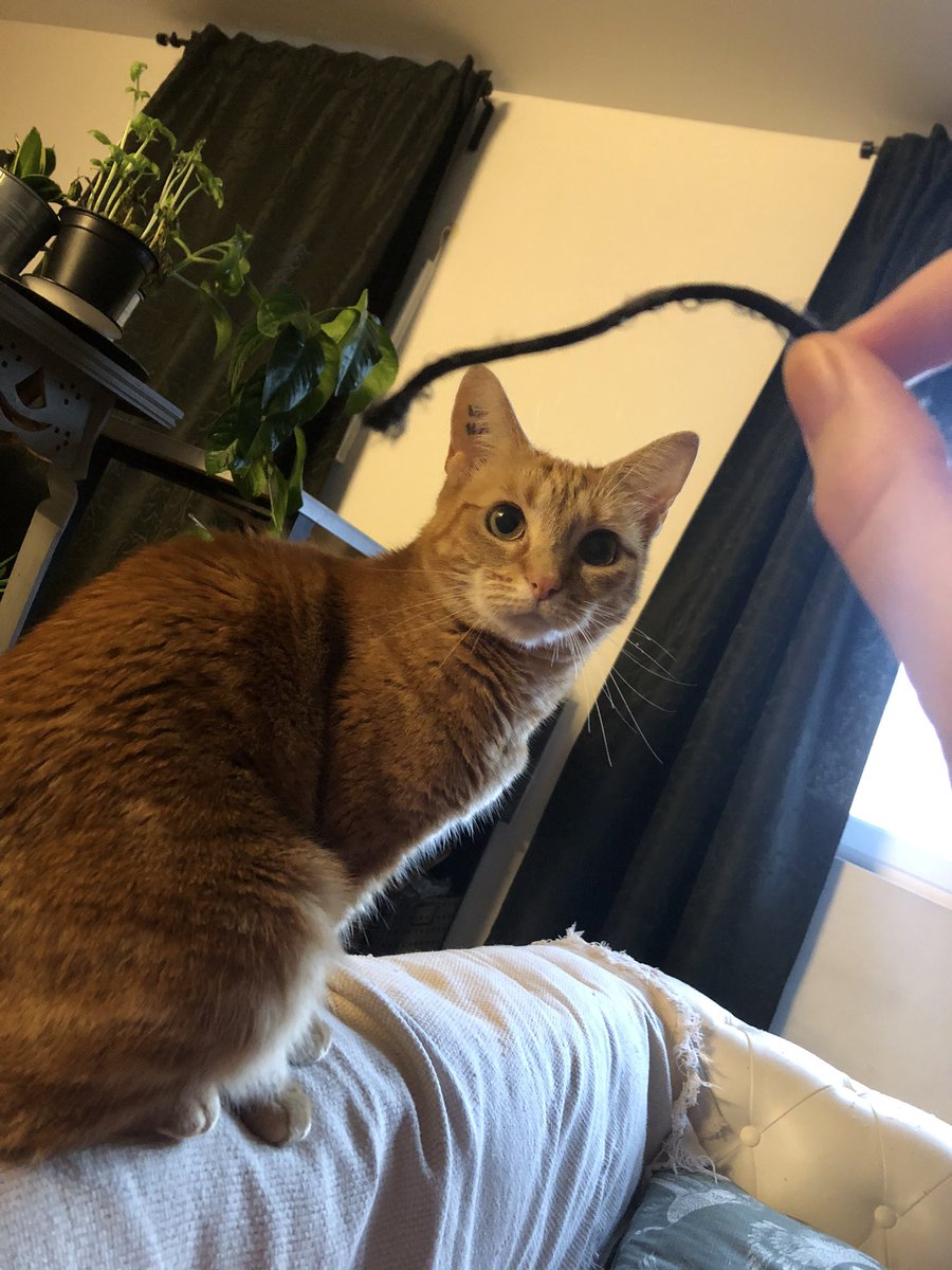 Bean Apres Le Jeu Du Bouchon D Oreille Le Jeu De La Vieille Miquette De Tapis A Poil Long Ce Petit Chat Roux Est Formidable T Co Mjygizlltg