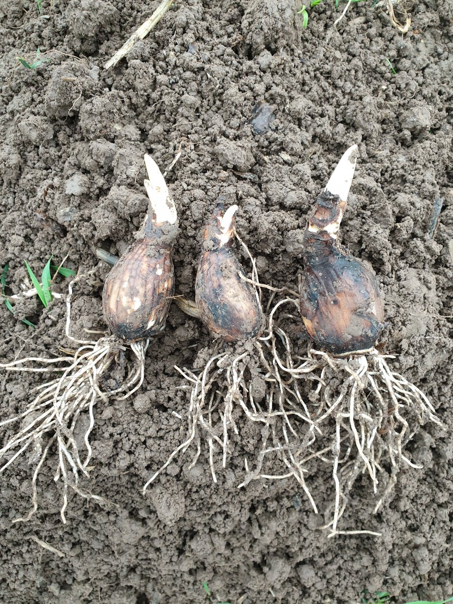 Mark Eves tweet media